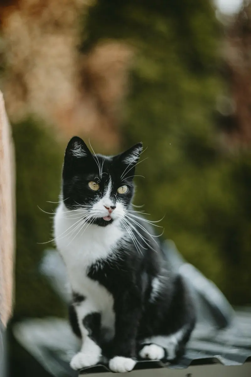 Original photograph of a black-and-white cat sitting outdoors against blurred greenery
